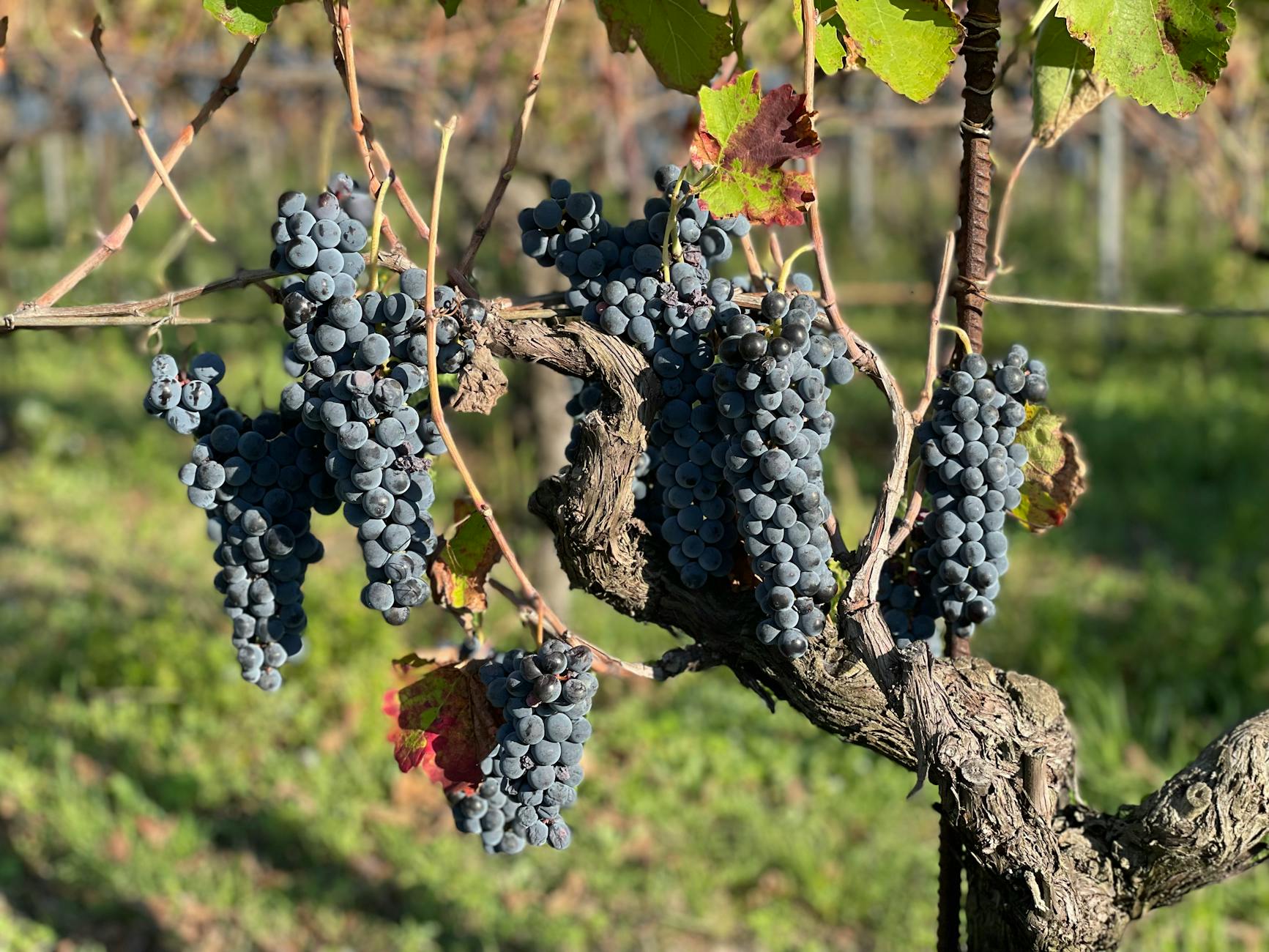 Dans la vigne du Seigneur